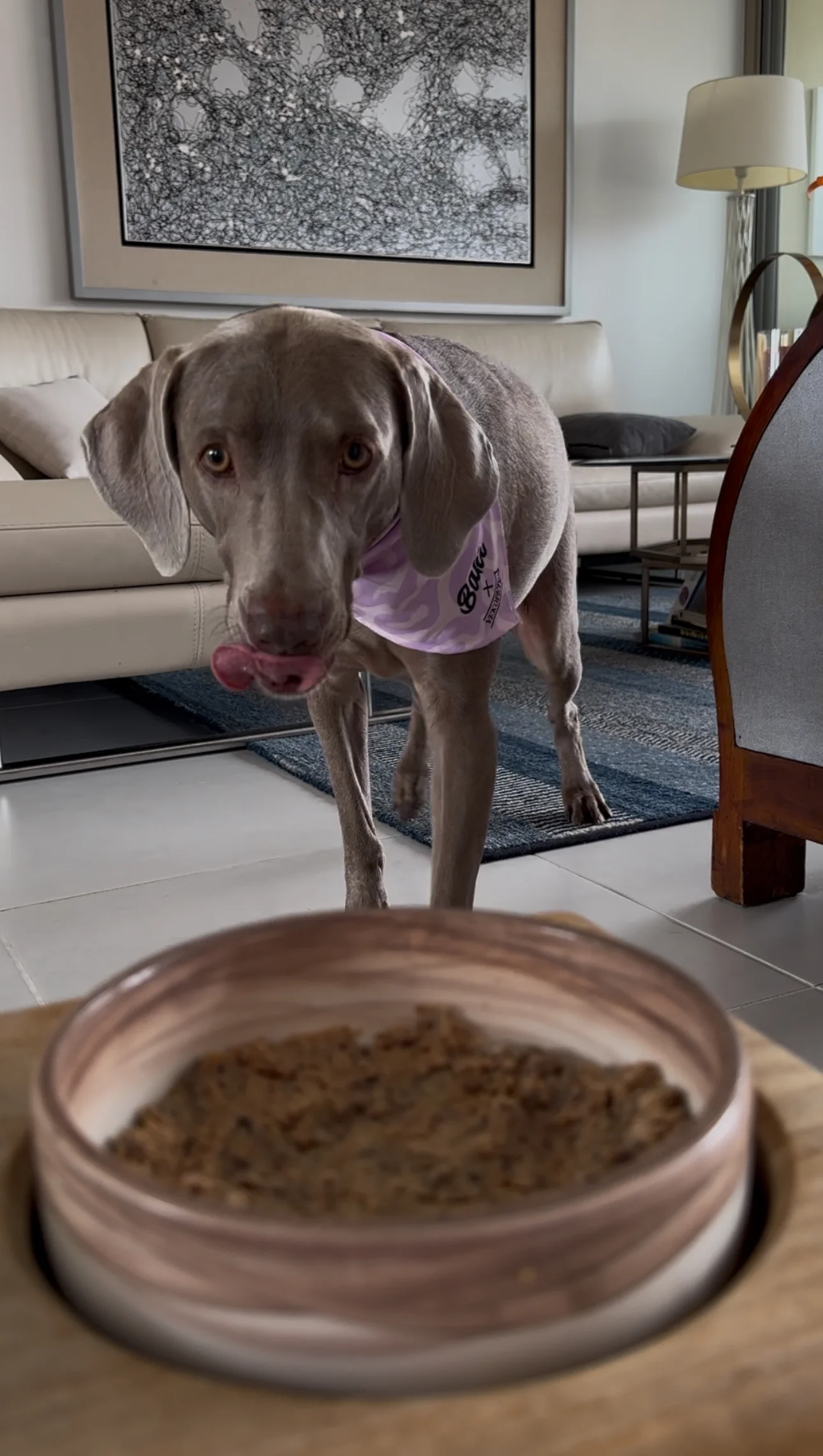 Perro Weimaraner frente a un plato de comida natural esperando con la lengua afuera en la sala.