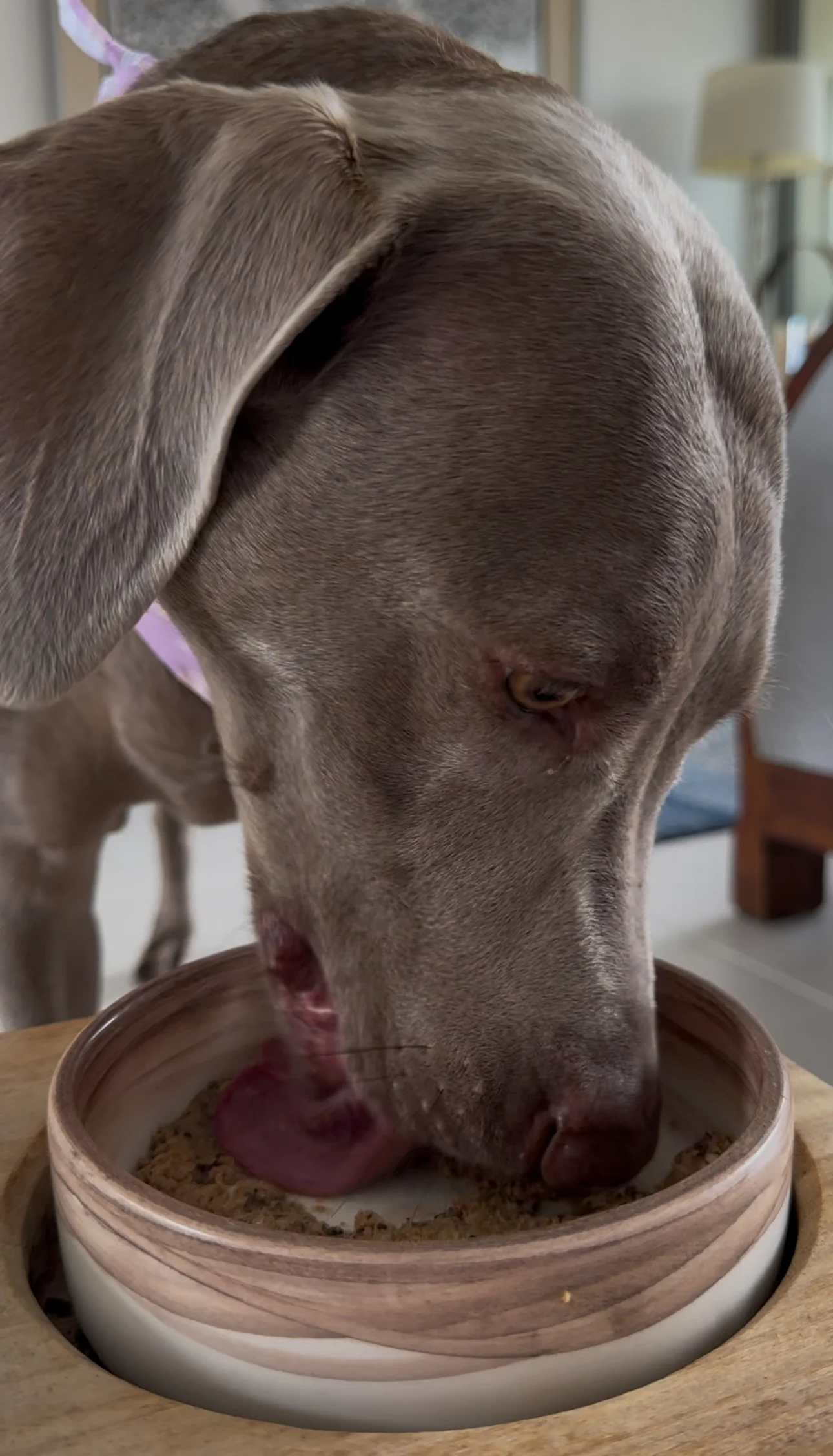 Perro Weimaraner comiendo su comida natural desde un plato de cerámica.